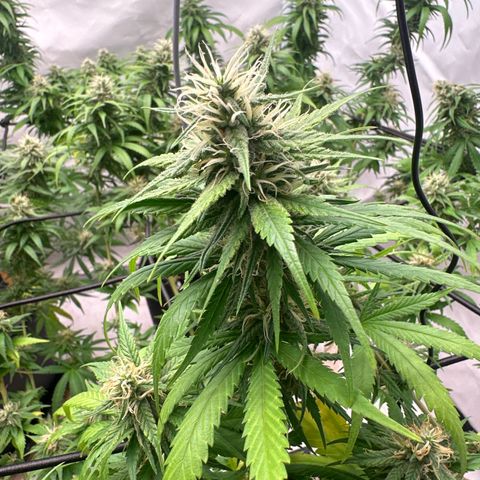 Super Silver Haze growlog timeline photo