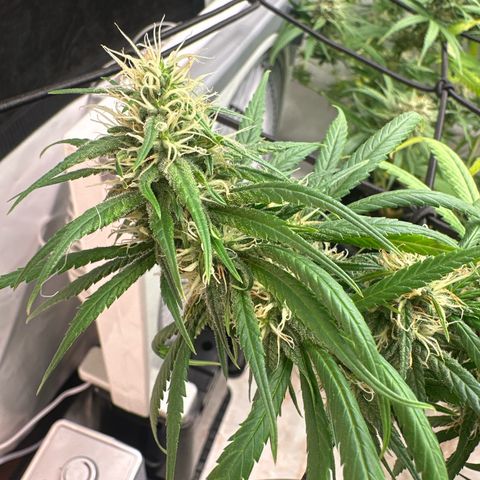Super Silver Haze growlog timeline photo