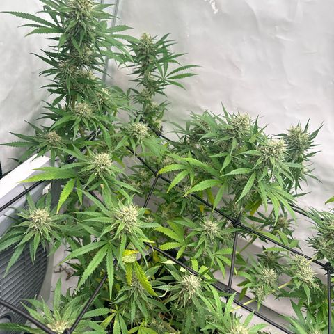 White Widow Haze growlog timeline photo
