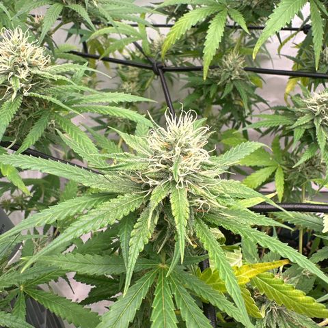 White Widow Haze growlog timeline photo