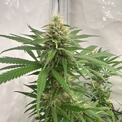 White Widow Haze growlog timeline photo