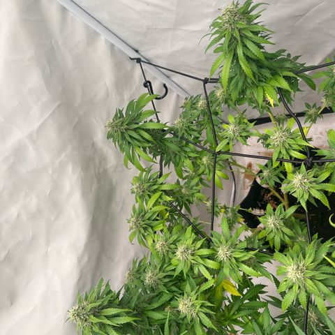 Northern Lights growlog timeline photo
