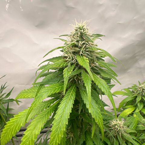 Northern Lights growlog timeline photo