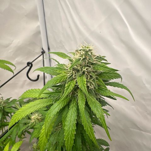 Northern Lights growlog timeline photo
