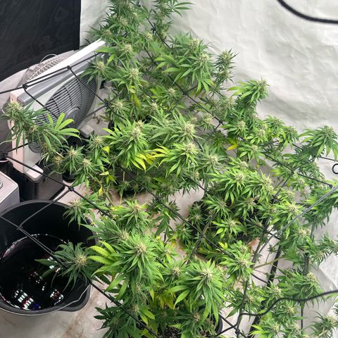 Northern Lights growlog timeline photo