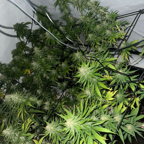 Super Silver Haze growlog timeline photo