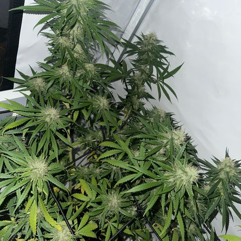 White Widow Haze growlog timeline photo