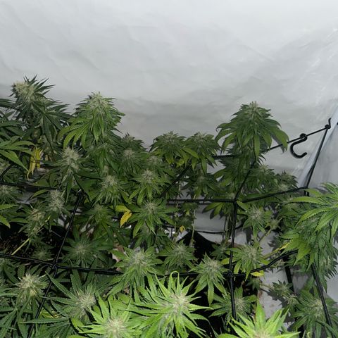 Northern Lights growlog timeline photo