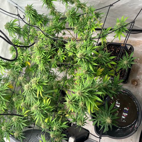 Super Silver Haze growlog timeline photo