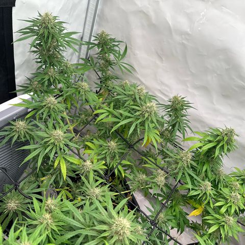 White Widow Haze growlog timeline photo