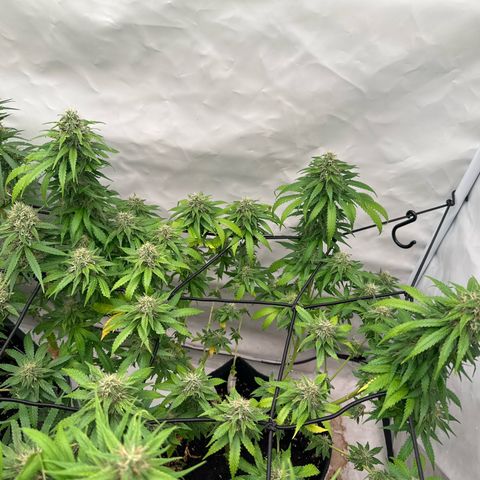 Northern Lights growlog timeline photo