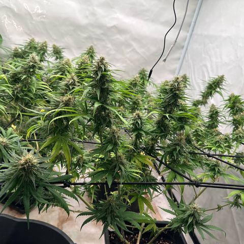 Super Silver Haze growlog timeline photo
