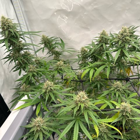 White Widow Haze growlog timeline photo