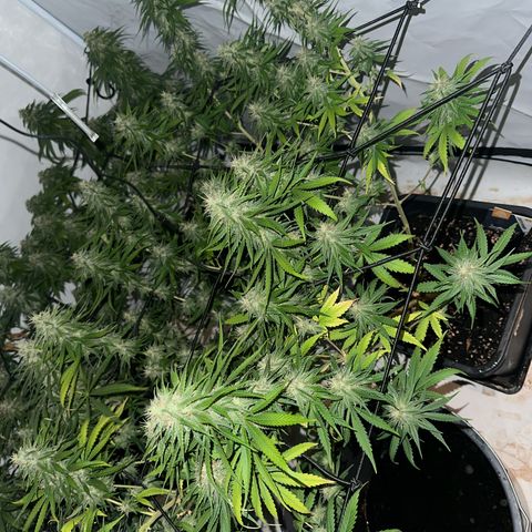 Super Silver Haze growlog timeline photo
