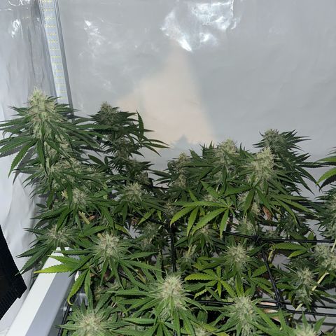 White Widow Haze growlog timeline photo