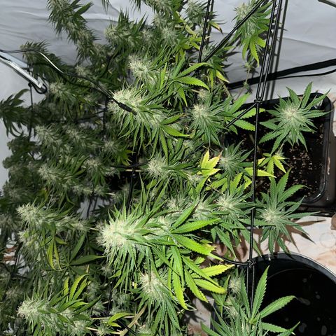 Super Silver Haze growlog timeline photo