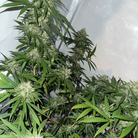 White Widow Haze growlog timeline photo