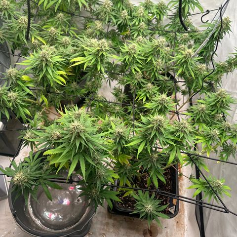 Super Silver Haze growlog timeline photo