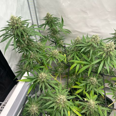 White Widow Haze growlog timeline photo
