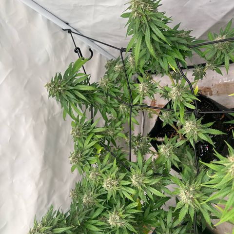Northern Lights growlog timeline photo