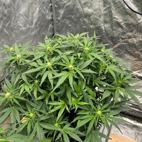 reesgrowlab F1 Orion Royal queen seeds growlog timeline photo