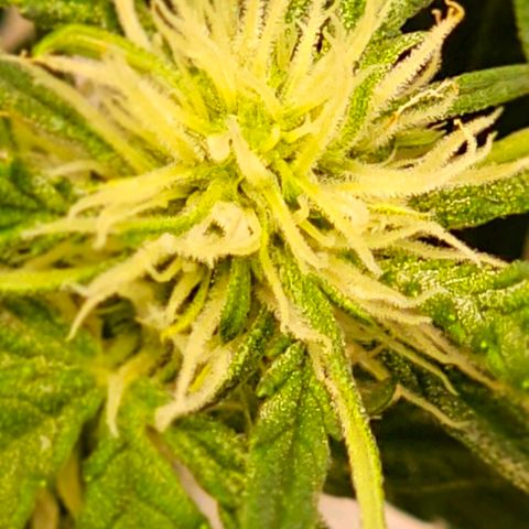 reesgrowlab F1 Orion Royal queen seeds growlog photo: Flower first stage 
