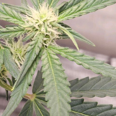 reesgrowlab F1 Orion Royal queen seeds growlog photo: Flower first stage 