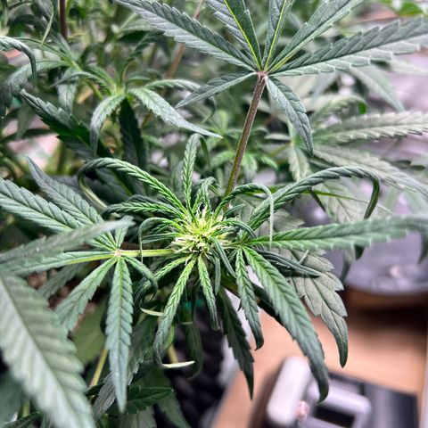 reesgrowlab HulkBerry Automatic Royal queen seeds growlog timeline photo
