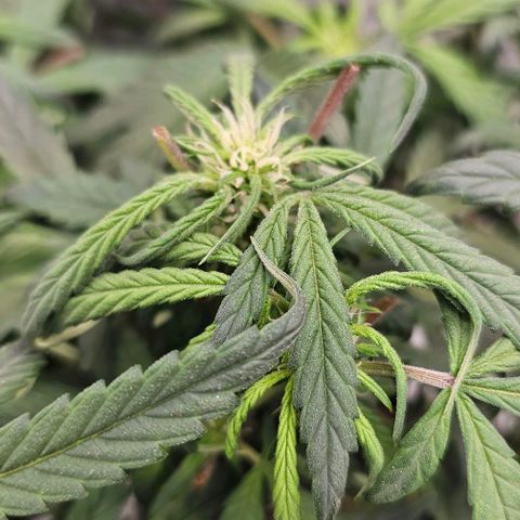 reesgrowlab HulkBerry Automatic Royal queen seeds growlog timeline photo