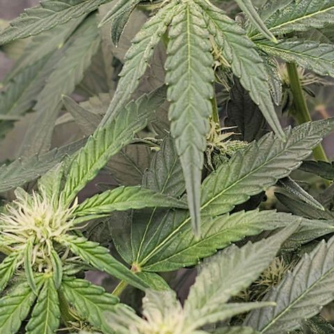 reesgrowlab F1 Orion Royal queen seeds growlog timeline photo