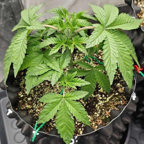 reesgrowlab Tarte Tatin Greenhouse growlog timeline photo
