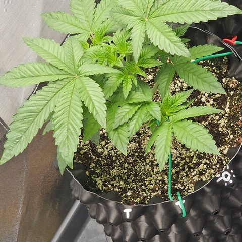 reesgrowlab Tarte Tatin Greenhouse growlog timeline photo
