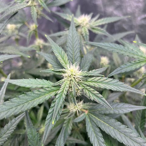 reesgrowlab F1 Orion Royal queen seeds growlog timeline photo