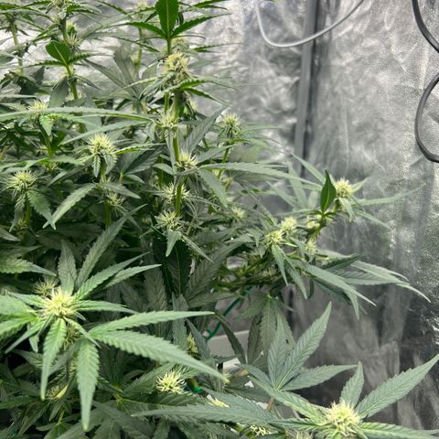 reesgrowlab F1 Orion Royal queen seeds growlog timeline photo