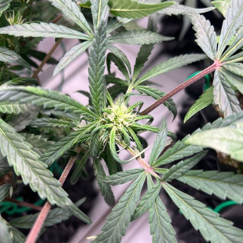 reesgrowlab HulkBerry Automatic Royal queen seeds growlog timeline photo