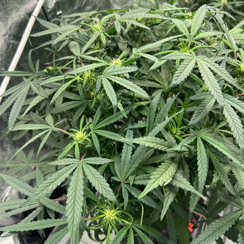 reesgrowlab HulkBerry Automatic Royal queen seeds growlog timeline photo