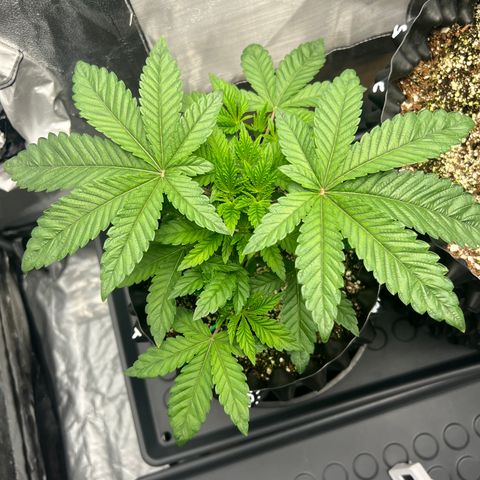 reesgrowlab Tarte Tatin Greenhouse growlog timeline photo