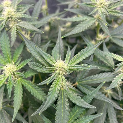 reesgrowlab F1 Orion Royal queen seeds growlog timeline photo