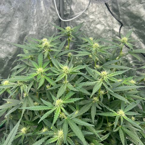 reesgrowlab F1 Orion Royal queen seeds growlog timeline photo