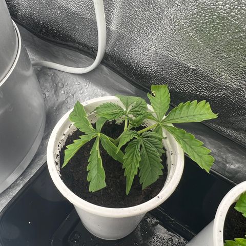 reesgrowlab Clone 1 Girl scout cookies growlog timeline photo