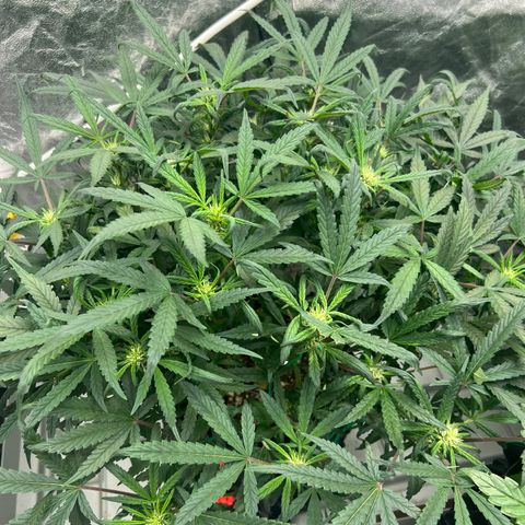 reesgrowlab HulkBerry Automatic Royal queen seeds growlog timeline photo