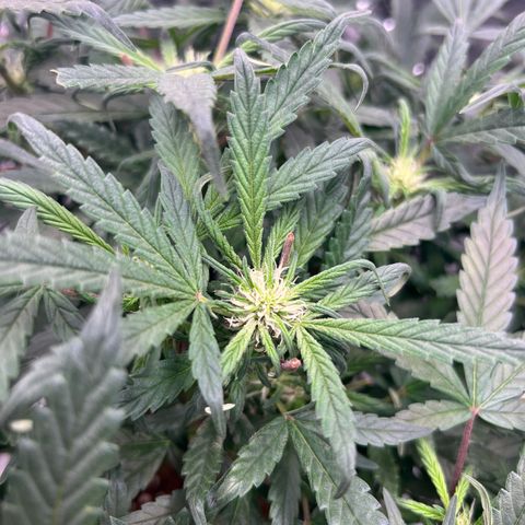 reesgrowlab HulkBerry Automatic Royal queen seeds growlog timeline photo
