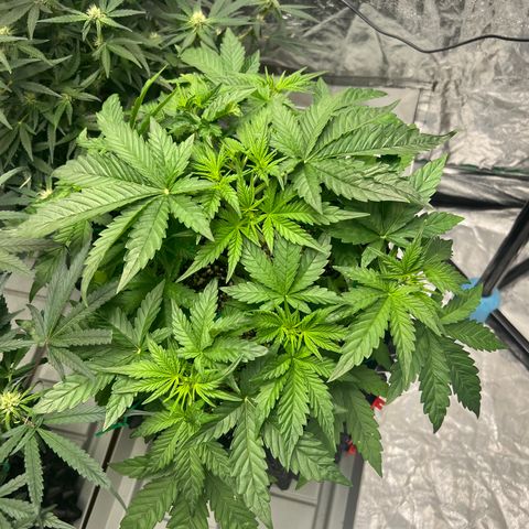 reesgrowlab Royal Bluematic Royal queen seeds growlog timeline photo