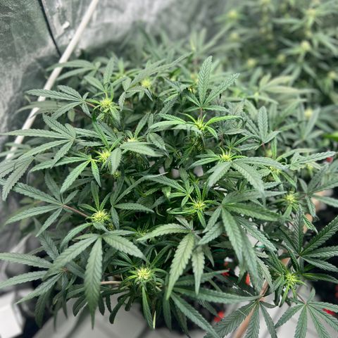 reesgrowlab HulkBerry Automatic Royal queen seeds growlog timeline photo
