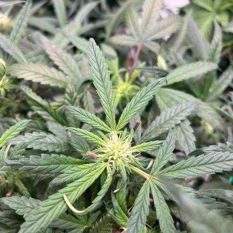 reesgrowlab HulkBerry Automatic Royal queen seeds growlog timeline photo