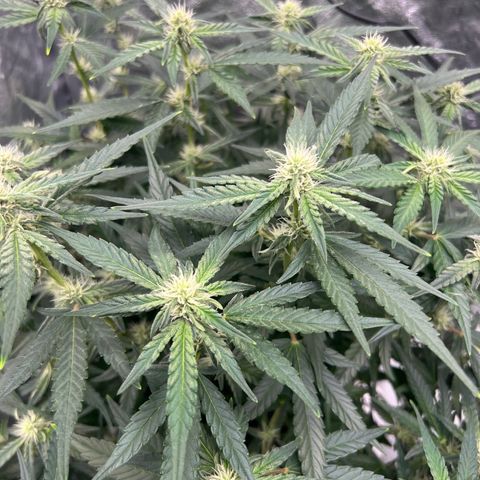 reesgrowlab F1 Orion Royal queen seeds growlog timeline photo