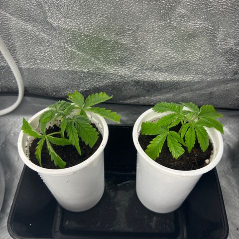 reesgrowlab Clone 1 Girl scout cookies growlog timeline photo