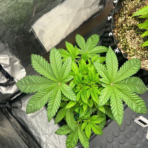 reesgrowlab Tarte Tatin Greenhouse growlog timeline photo