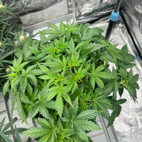 reesgrowlab Royal Bluematic Royal queen seeds growlog timeline photo