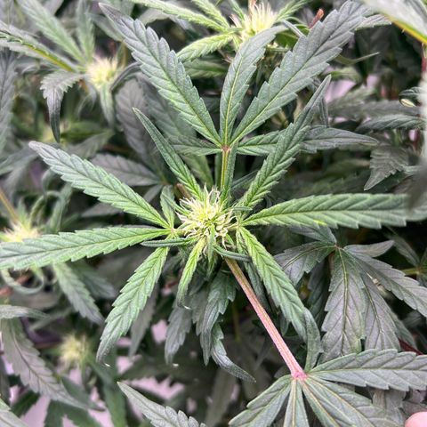 reesgrowlab Royal Bluematic Royal queen seeds growlog timeline photo